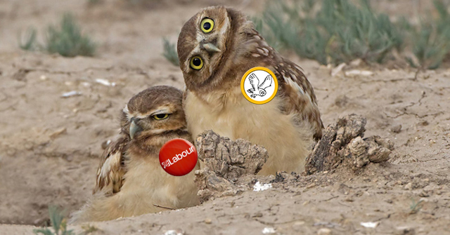 OWL and Labour OWLS